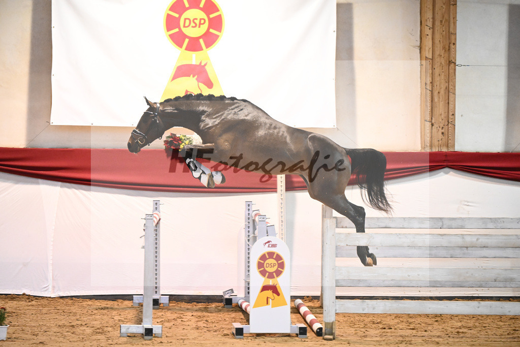 Kat-Nr. 17 Contenaro x Lancerto_Noll_43231103 | hf-fotografie - Realisiert mit Pictrs.com