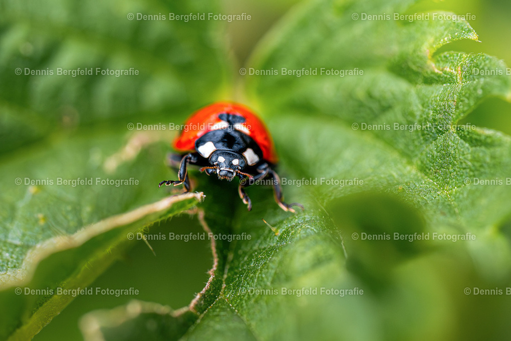 Marienkäfer 9 | Entdecken Sie Natur, Makro und Tierfotografie von Dennis Bergfeld.Besondere Momente und Details der Natur, hochwertig als Foto und Wandbild erhältlich. - Realisiert mit Pictrs.com