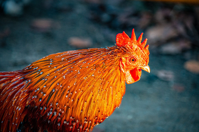 Huhn | Professionelle Natur- & Landschaftsfotos als Poster, auf Leinwand & viele mehr. Wähle aus einer Vielzahl an Formaten & Materialien Dein perfektes Bild. - Realisiert mit Pictrs.com