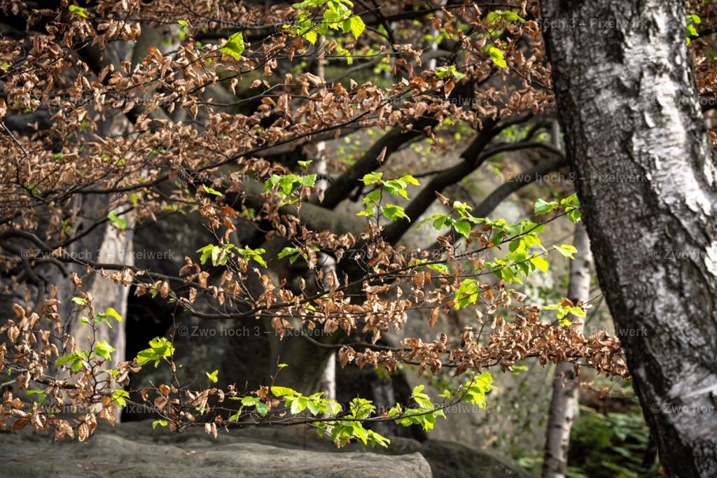 Obere_Affensteinpromenade_Ruebezahlturm_Ast_Zweig | 2022-09-02_Waldbrandgebiete_2 - Realisiert mit Pictrs.com