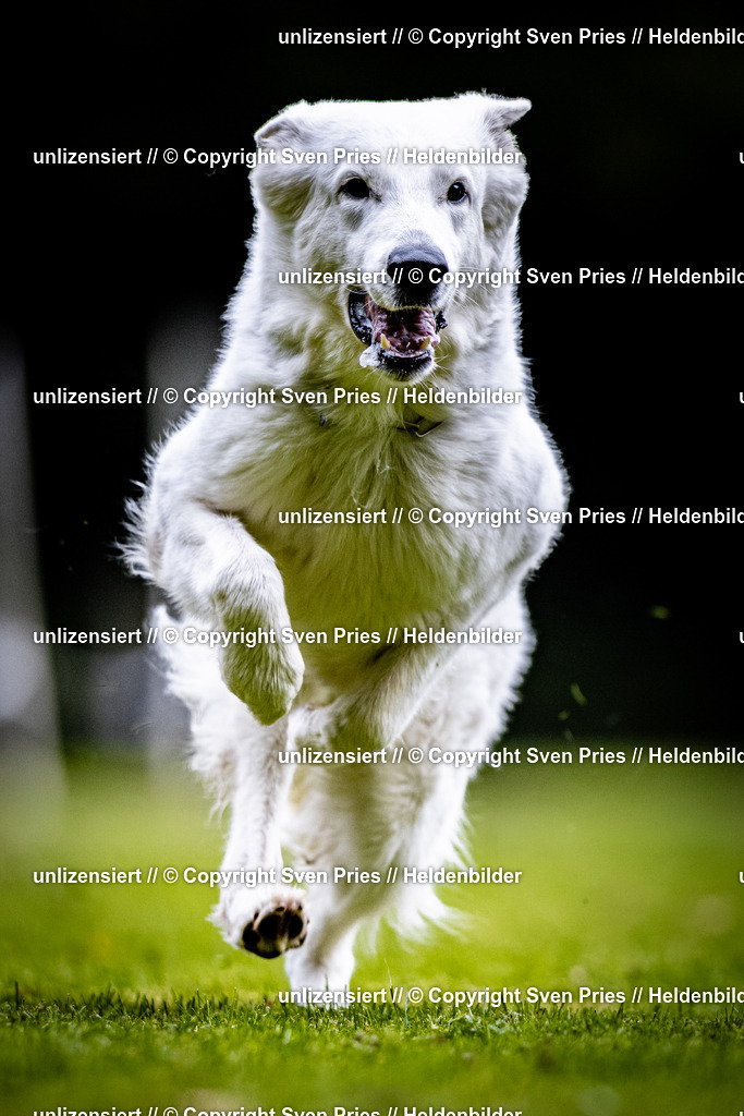 Sven Pries | 2025-10-03 - Hunderennen Obergrombach - Realisiert mit Pictrs.com
