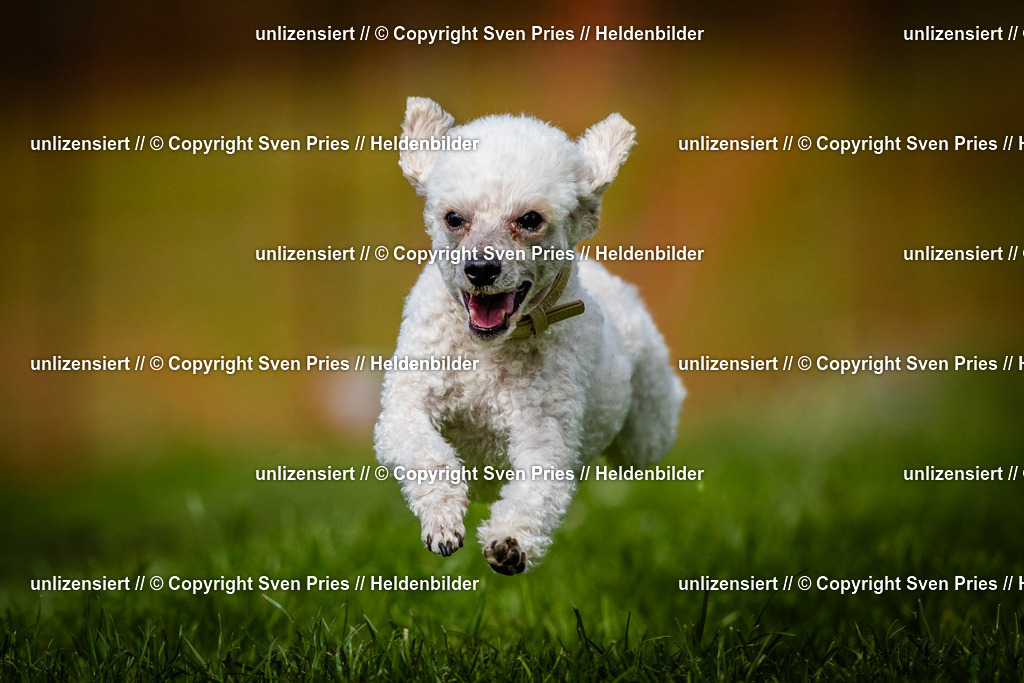 Sven Pries | 2025-04-13 - Hunderennen Baden-Baden - Realisiert mit Pictrs.com