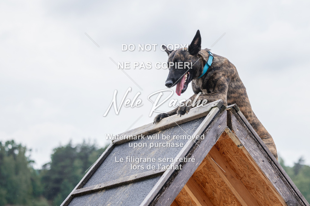 nelerasche_BuHu2026_So1530-Ende_111 | nelerasche