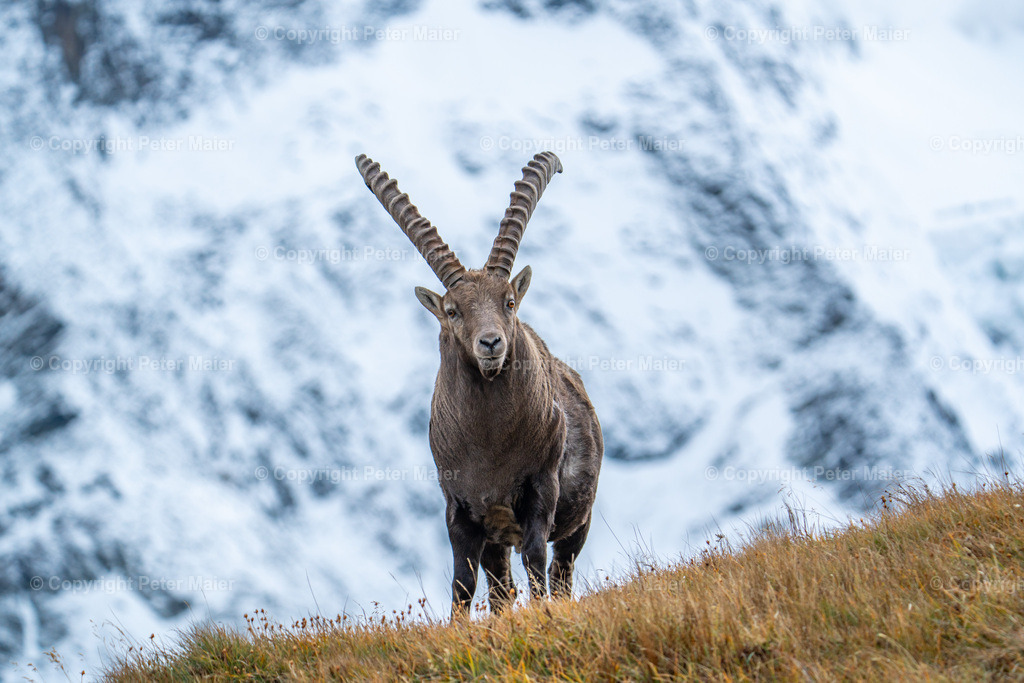 Steinbock_Grossglockner_Hochalpenstrasse_24-100 | piet_flosse