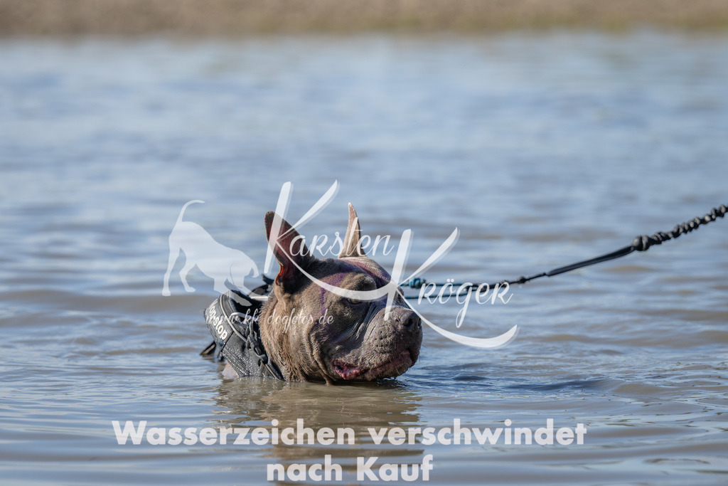 1333_ZZ90846 | kk-dogfotos