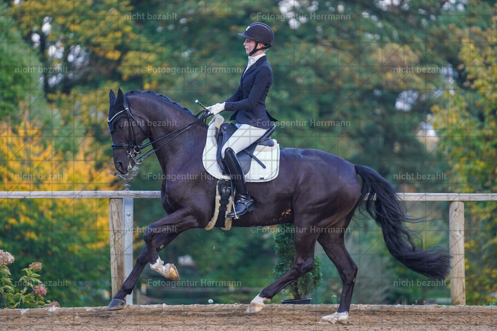 20221007-FAH00633 | Diessen am Ammersee, 2022, Dressur- und Springturnier, Reitsportbilder, Turnierfotografen Bayern, Pferdefotografen, Fotoagentur Herrmann, Turnierbilder