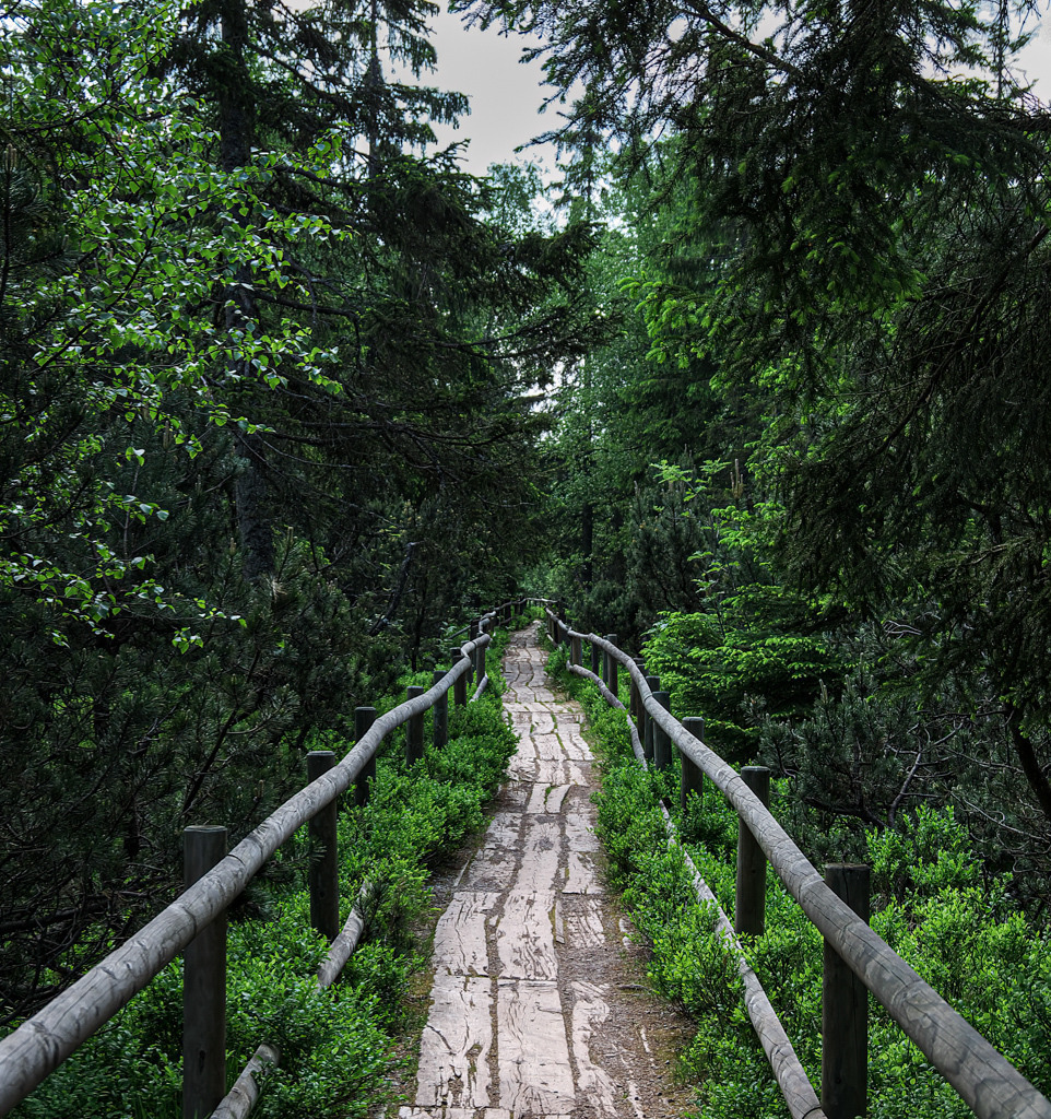 Der Bohlensteg führt mich durchs Moor | Die Moorflächen des Nordschwarzwaldes sind schützenswerte Biotope. Auf einem Bohlensteg lässt sich dieser fragilen Naturschönheit näherkommen. - Realisiert mit Pictrs.com