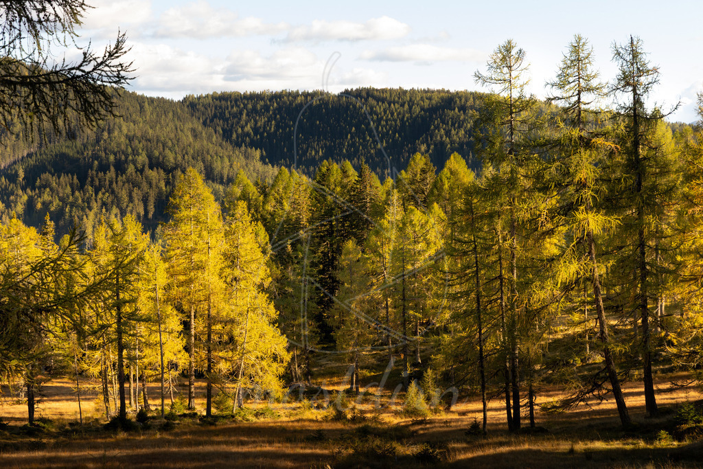 Herbst im Lungau | Ihre Fotografin im Lungau, ihre Fotografin im Mostviertel, Wandbilder Onlineshop, Imagefotos für Ihr Unternehmen,  - Realisiert mit Pictrs.com