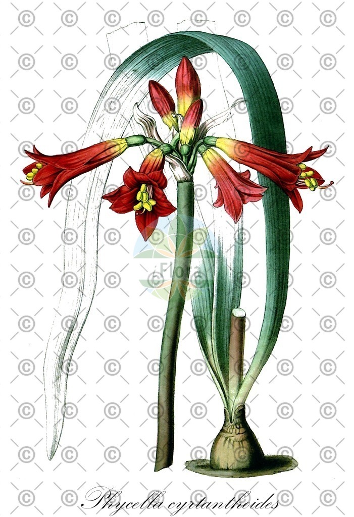 HistAbb_6PFP_2_ENZY_Simple | Historische Abbildung von Phycella cyrtanthoides - Amaryllidaceae | Historical Illustration of Phycella cyrtanthoides - Amaryllidaceae