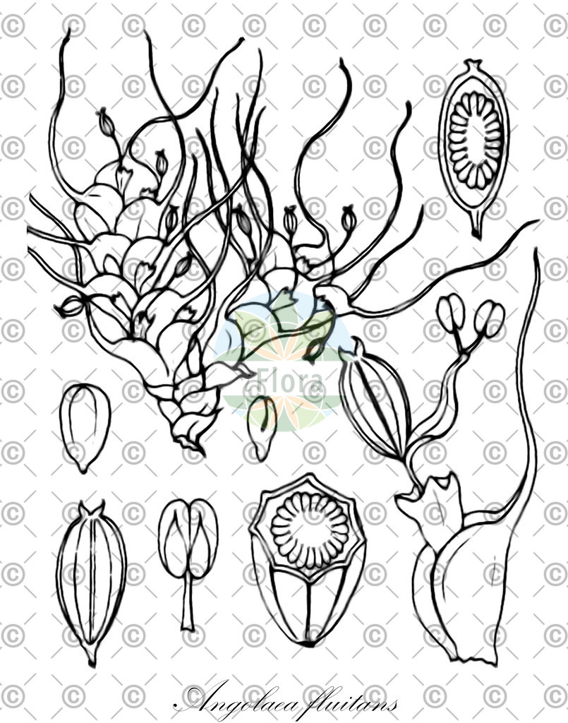 HistAbb_wfo-0000536542_567_ENZY_Simple | Historische Abbildung von Angolaea fluitans - Podostemaceae | Historical Illustration of Angolaea fluitans - Podostemaceae