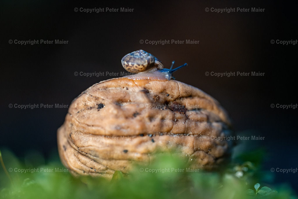 Divers_Erlebnisraum_Wald_23_Peter_Maier-928 | piet_flosse