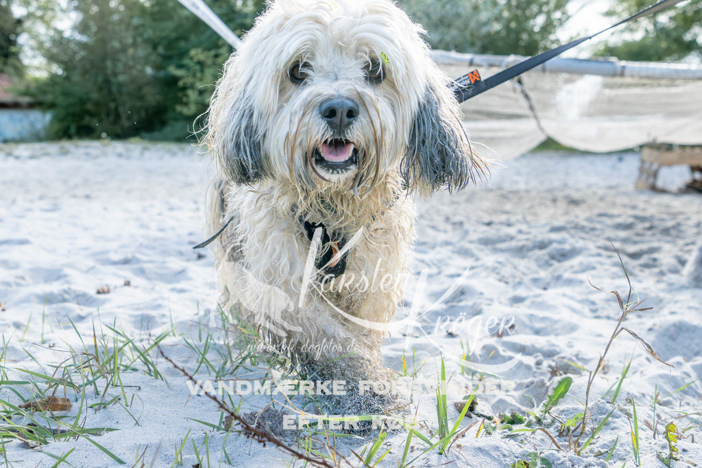 1246_ZZ93536 | kk-dogfotos