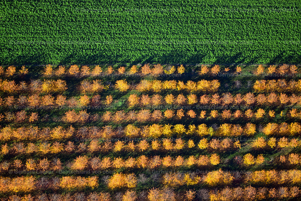 3503658 | herbstliche Baumstrukturen bei Sommerhausen