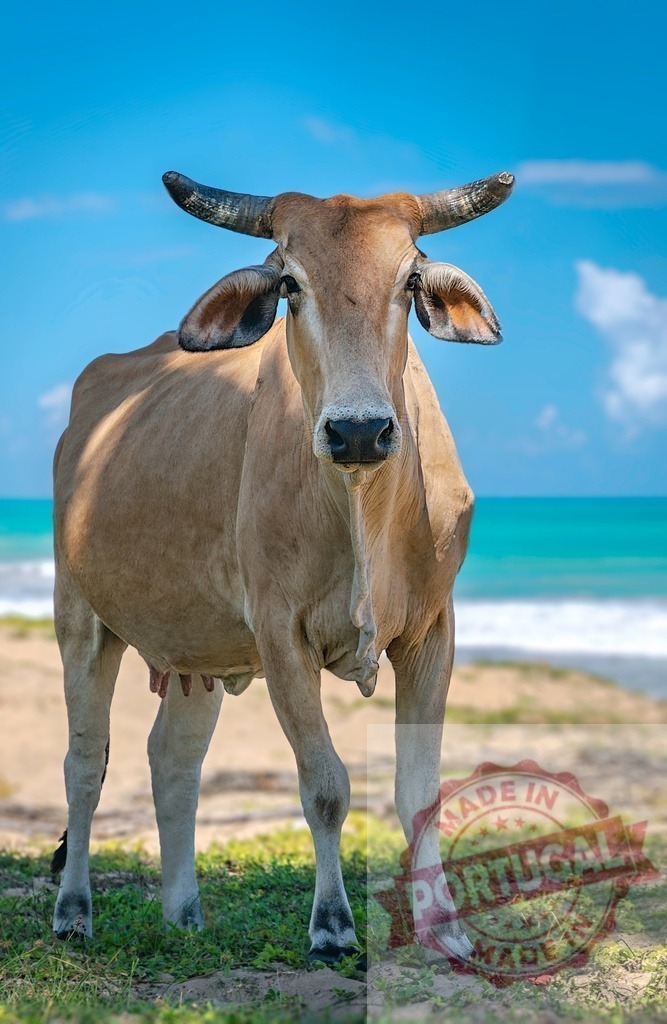 Zebu cow standing on a tropical beach enjoying freedom | Zebu cow standing on a tropical beach with ocean in background - Realized with Pictrs.com