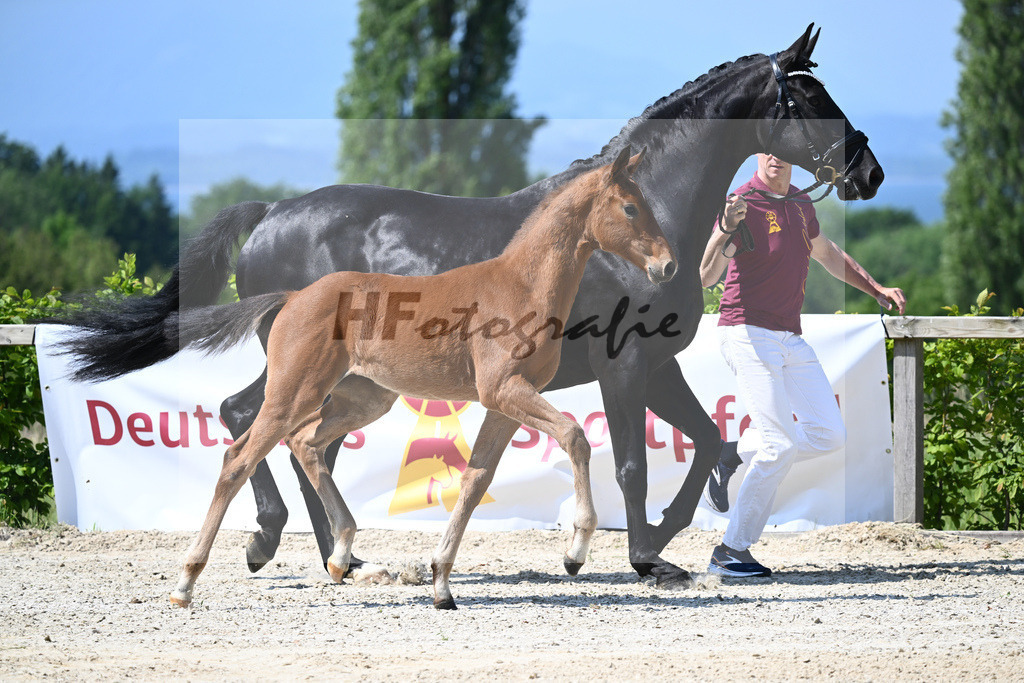 Kat-Nr. 2 SF DSP Va Bene_Winklmaier_15230092 | hf-fotografie - Realizzato con Pictrs.com