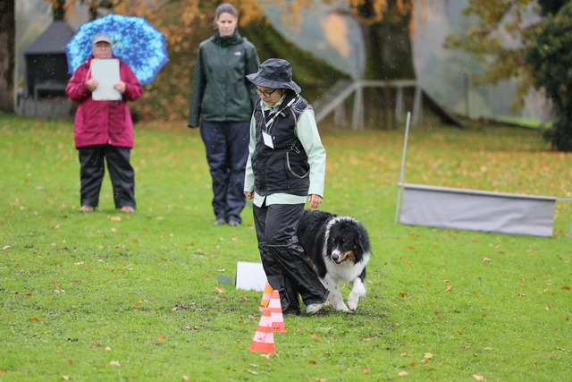 2025_Rally_Obedience_SM-28 | Ich fotografiere Hundeausstellungen, Sportanlässe, Zuchtstätten, Hundezucht, Hundeportrait, Lagotto - Realisiert mit Pictrs.com