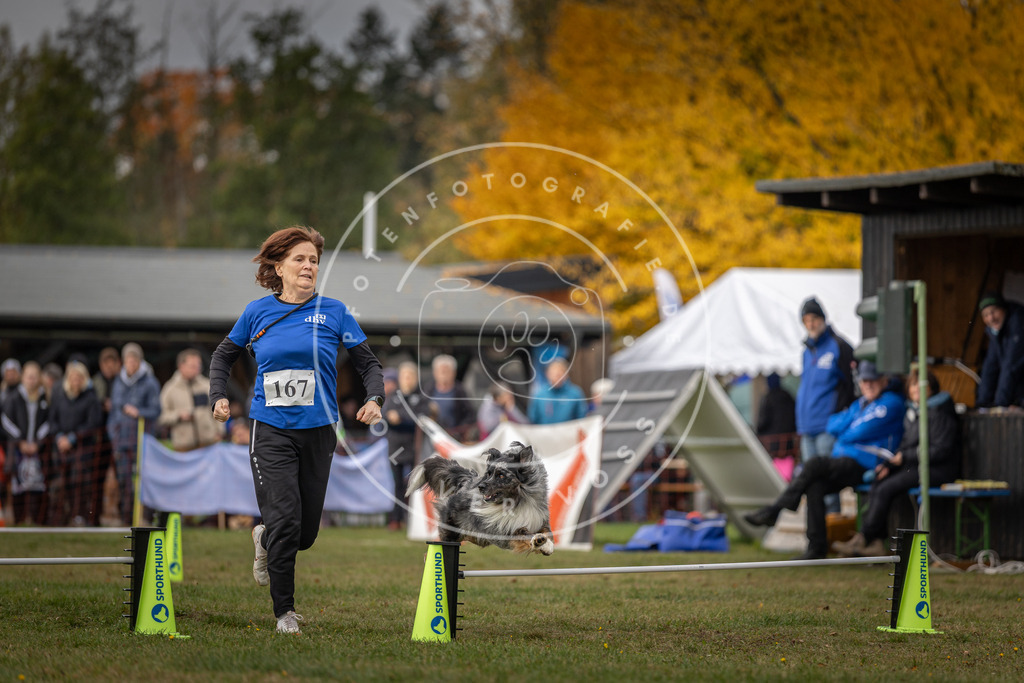 Pfotenfotografie_DV3A5650 | Hundefotografie, Tierfotograf, Pfotenfotografie, Fotoshooting Hund, Hunde Portrait, Hundesport, Hundeportraits, Heideshooting, Hunde, Sportfotograf, Hundefotograf, Turnierhundsport, THS,  - Realisiert mit Pictrs.com