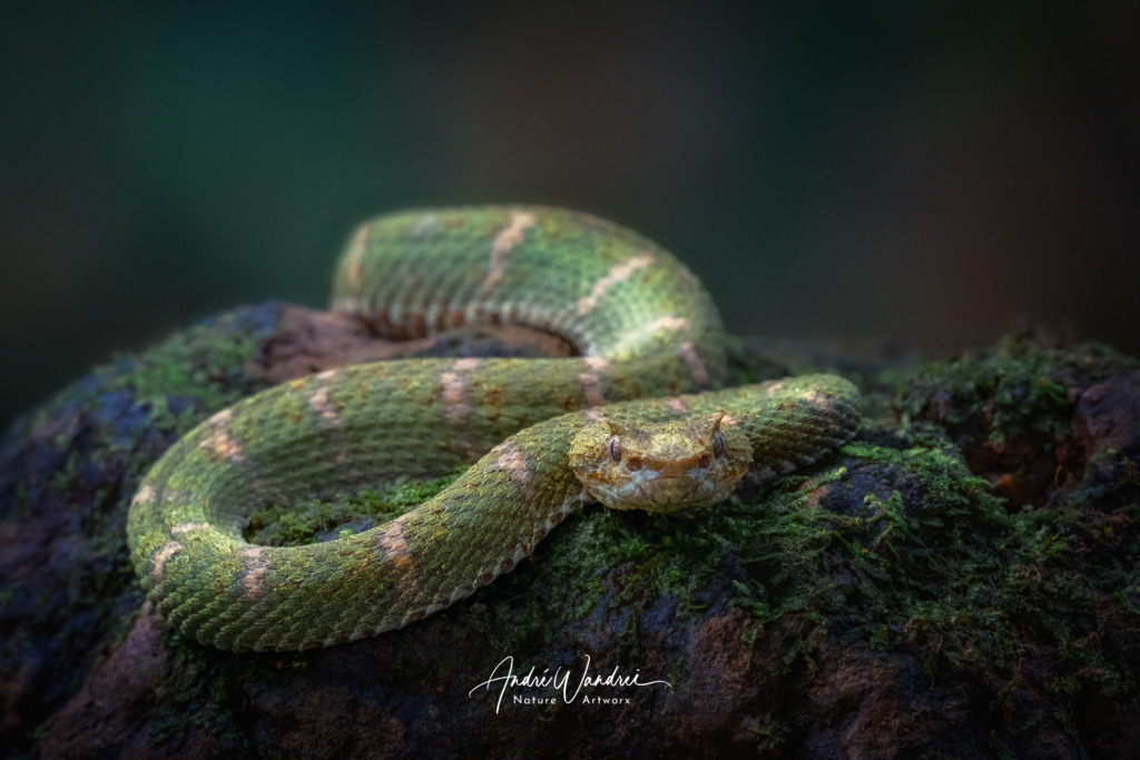 Beute im Visier | Andre Wandrei - Nature Artworx - Realisiert mit Pictrs.com