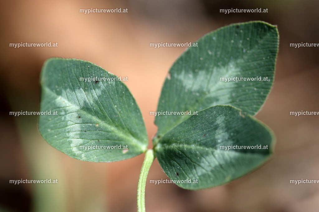 Wiesenklee-005 | Das Bilderarchiv über Tiere, Planzen und Landschaften. In der Bilddatenbank finden Sie ein große Auswahl an hochwertigen Bilder für Ihre Werbung - Realized with Pictrs.com