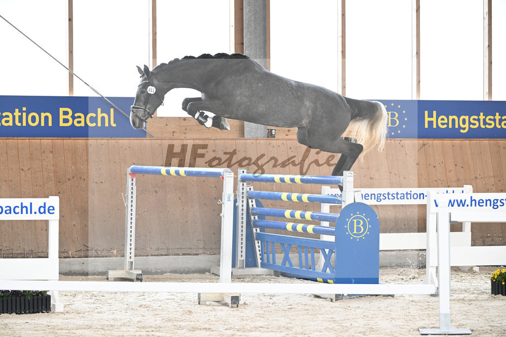 Kat-Nr. 5 Geyers Larimar v. Cizero Z_Geyer_5251433 | hf-fotografie - Realisiert mit Pictrs.com