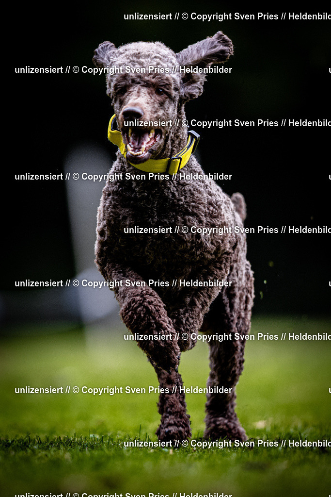 Sven Pries | 2025-10-03 - Hunderennen Obergrombach - Realisiert mit Pictrs.com