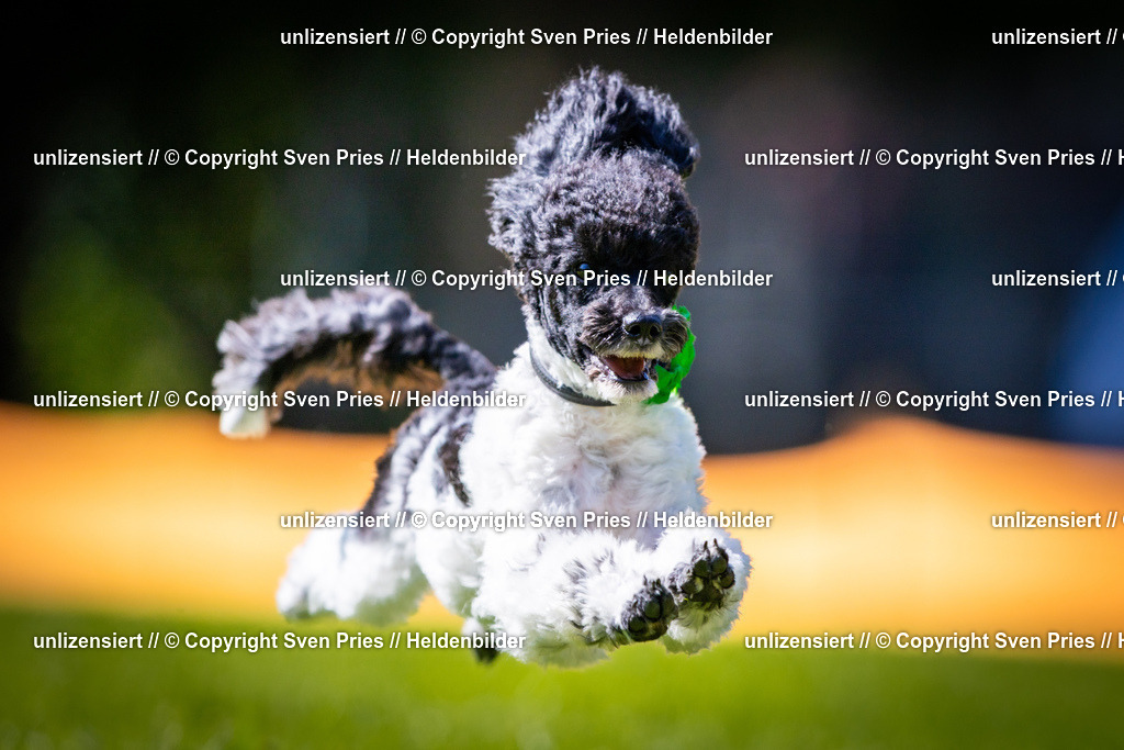 Sven Pries | 2025-08-10 - Hunderennen Durlach - Realisiert mit Pictrs.com