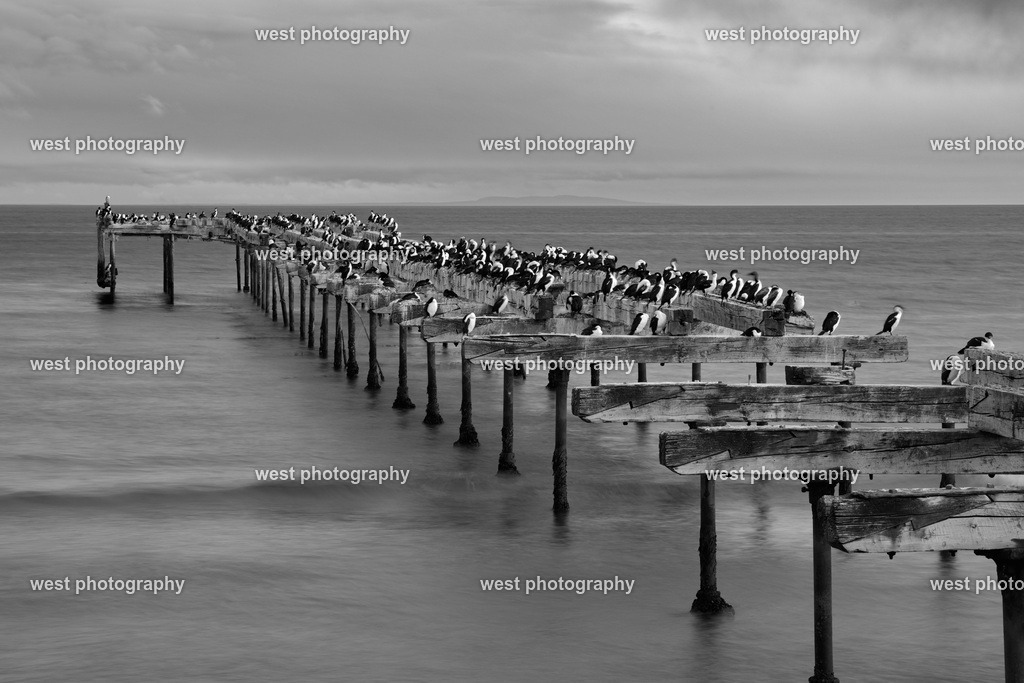 Cormorant on pier 1 sw - CHI 2014 | west photography - Realisiert mit Pictrs.com