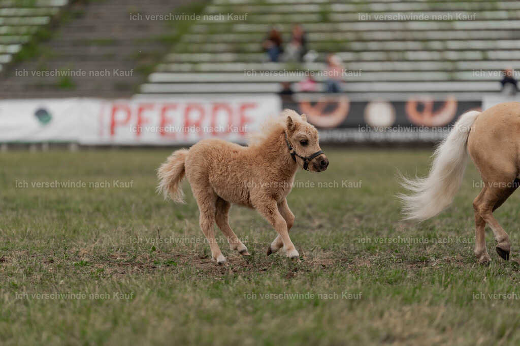 Showprogramm-467 | working equitationturnier fotograf videograf stoibphotography marixx film working equitation deutschland reitsport turnierfotografie eventfotografie equestrian events