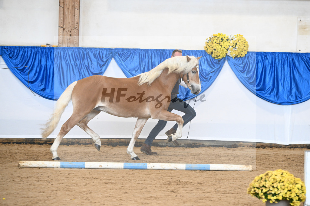 Kat-Nr. 25 Bandit v. Barios_Haflingergestuet Meura_48251052 | hf-fotografie - Realisiert mit Pictrs.com