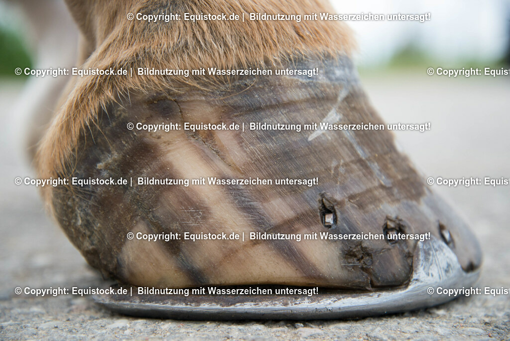 20160626_Hufspalt_0002 | Foto: Thomas Hartig