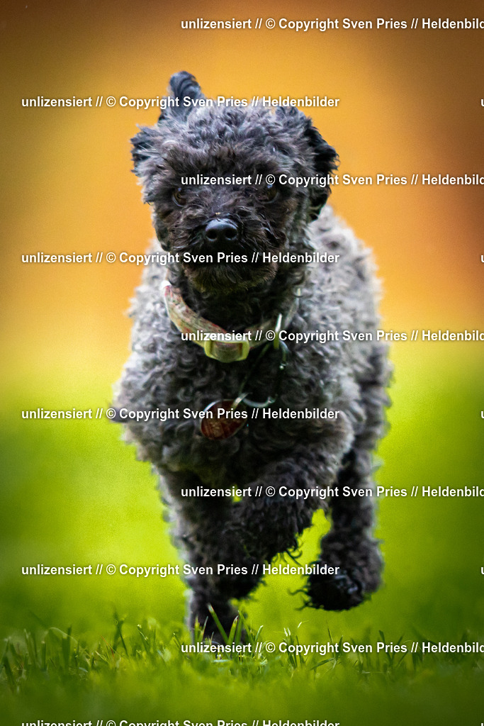 Sven Pries | 2025-09-21 - Hunderennen Baden-Oos - Realisiert mit Pictrs.com