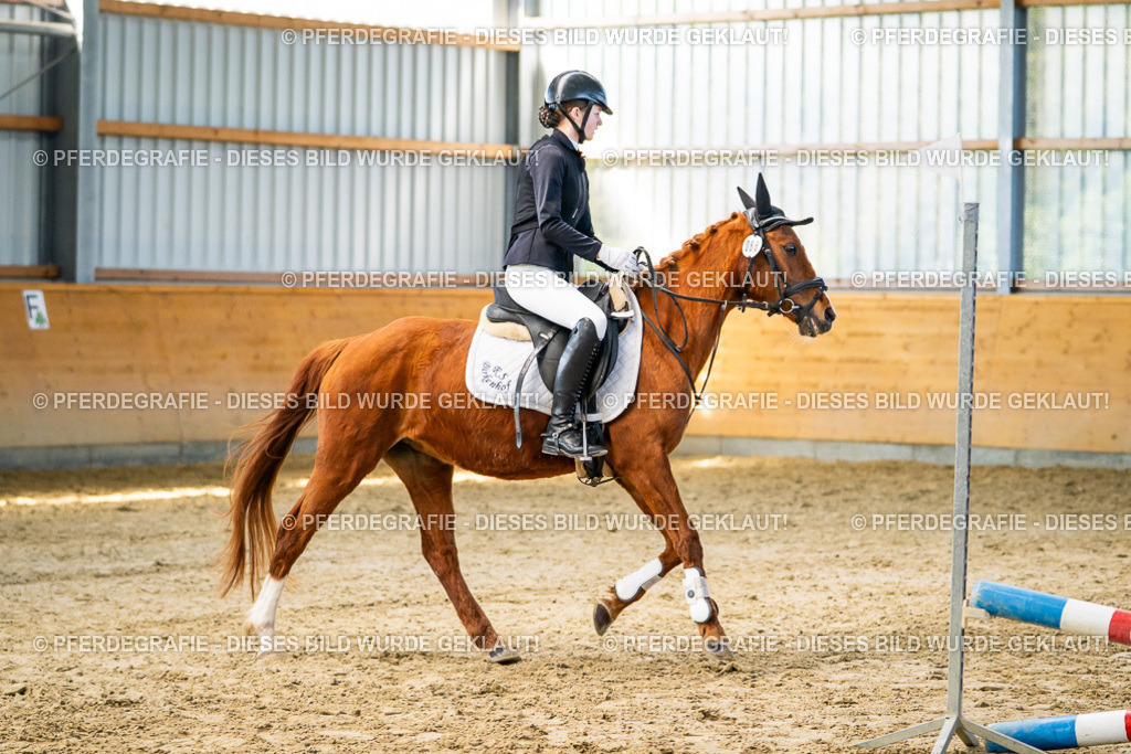 DSC01438 | Pferdegrafie