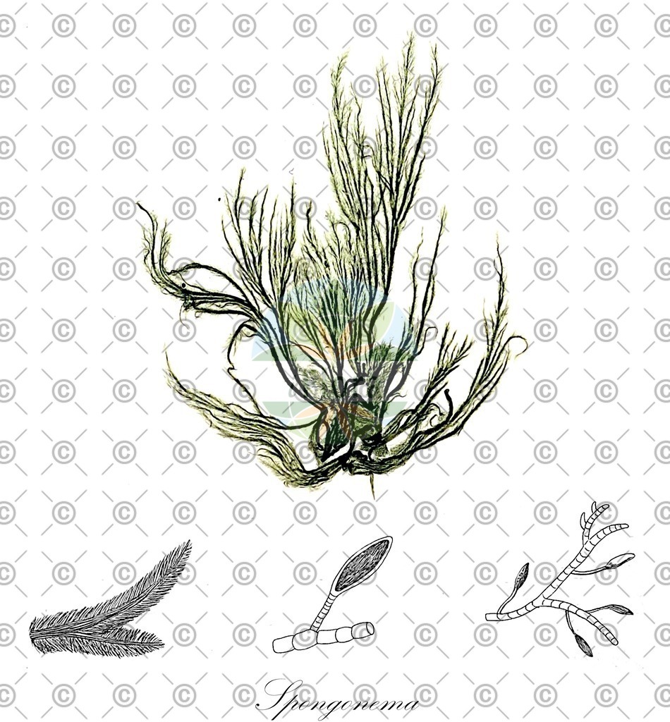 HistAbb_EMP_7710257_1_SIMPLE | Historische Abbildung von Spongonema - Ectocarpaceae (0) | Historical Illustration of Spongonema - Ectocarpaceae (0)