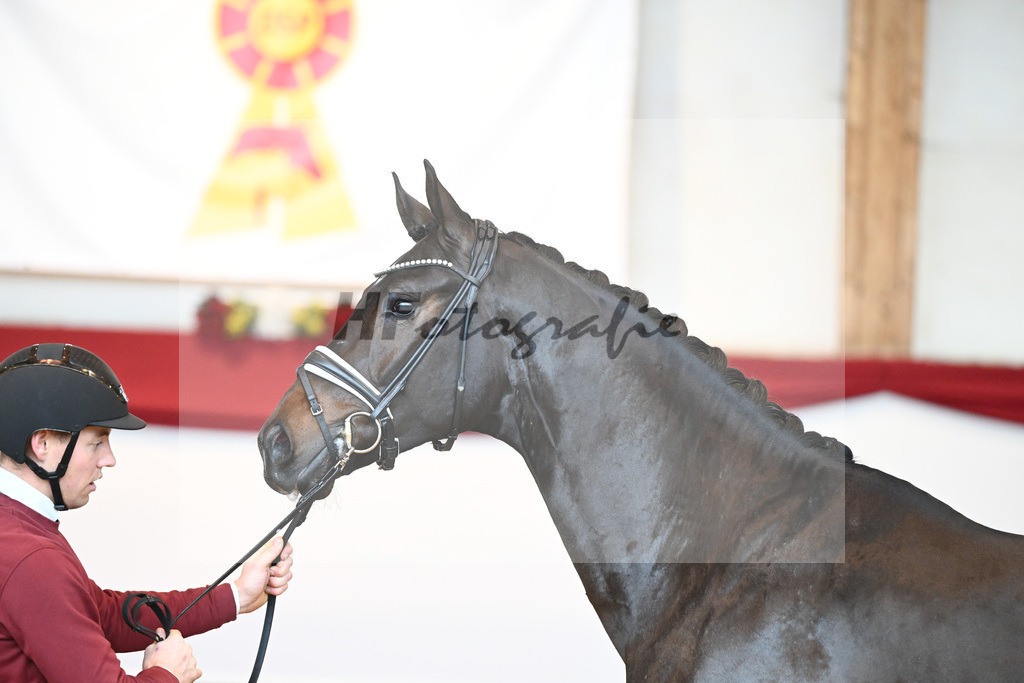 Kat-Nr. 51 Va Bene x Dante Weltino_Bergmann_43230703 | hf-fotografie - Realisiert mit Pictrs.com