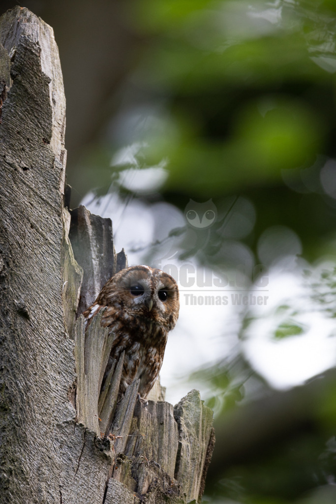20220528055435 | Der Waldkauz ist eine mittelgroße Eulenart mit einer Verbreitung von Europa bis nach Westsibirien und Iran. Er kommt außerdem in Südostasien vor. In Mitteleuropa ist der Waldkauz gemeinsam mit der Waldohreule die häufigste Eule. - Realisiert mit Pictrs.com