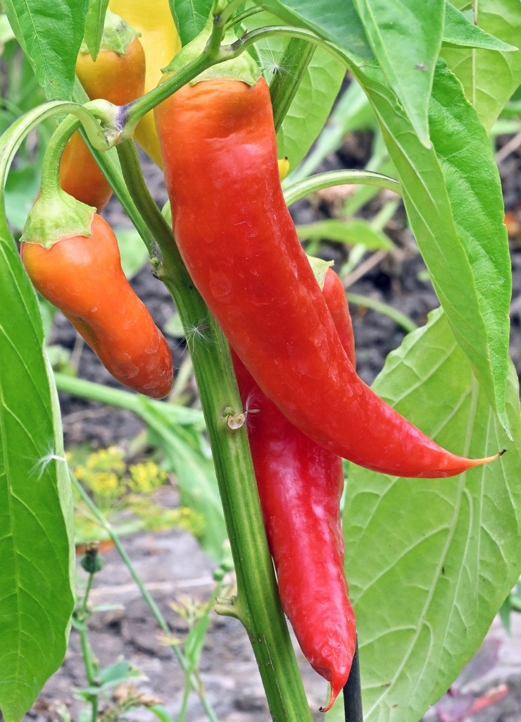 Paprika01h | lucisnaturbilder - Realisiert mit Pictrs.com