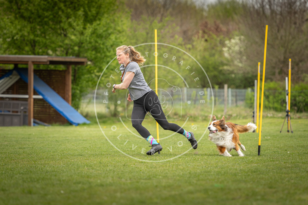 Pfotenfotografie_DV3A9452 | Hundefotografie, Tierfotograf, Pfotenfotografie, Fotoshooting Hund, Hunde Portrait, Hundesport, Hundeportraits, Heideshooting, Hunde, Sportfotograf, Hundefotograf, Turnierhundsport, THS,  - Realisiert mit Pictrs.com