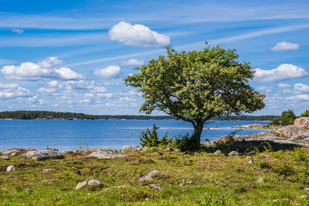 Ostseeküste mit Felsen und Baum auf der Insel Sladö in Schweden | Ostseeküste mit Felsen und Baum auf der Insel Sladö in Schweden.