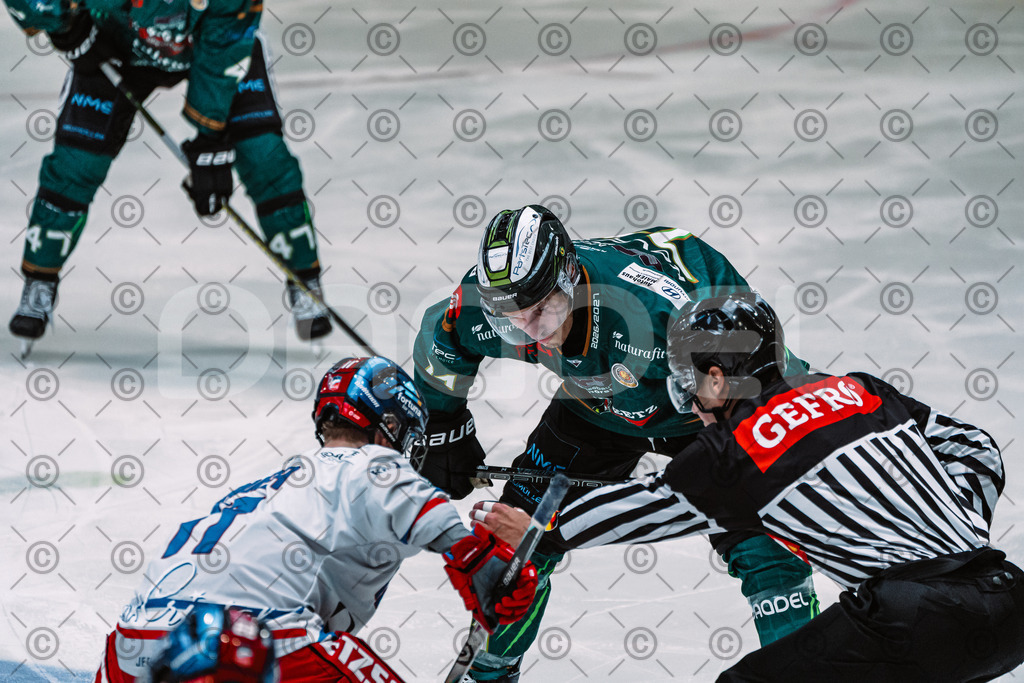 Alligators_vs_Selb_13_09_2026-30 | Die Fotogalerie von Daddel: professionelle Bilder von Sport, Events und Unternehmen aus Franken. Jetzt Galerien durchstöbern und Lieblingsfotos bestellen. - Realisiert mit Pictrs.com