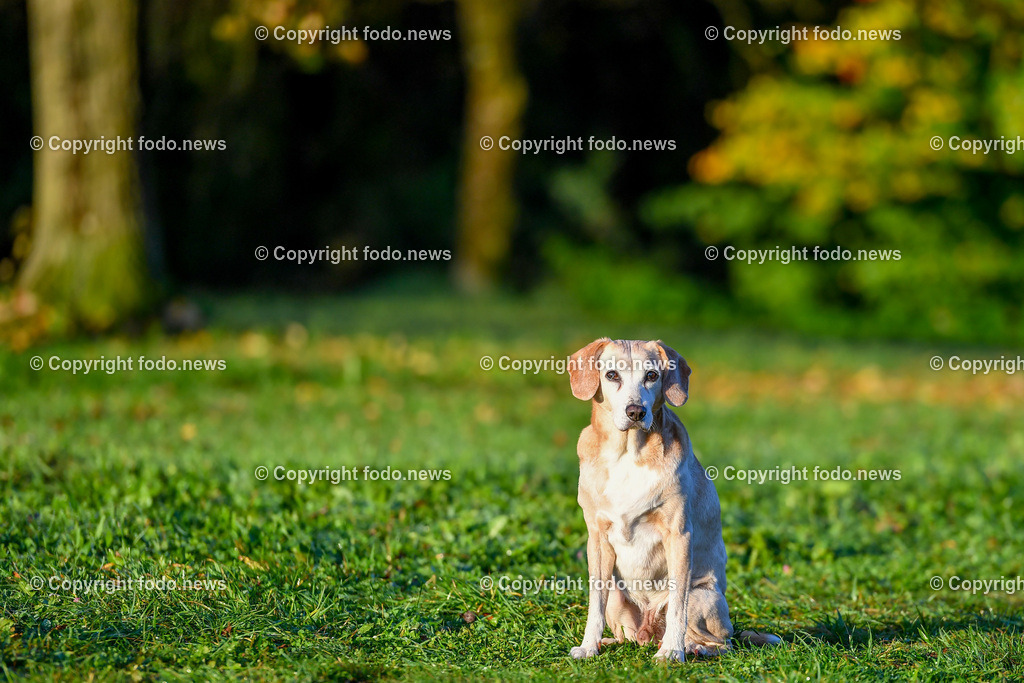 Hunde_ 09.10.2022-17 | 09.10.2022, Linz, AUT, Hund, Hunde, Themenbild, im Bild Hund, Hunde, spazieren, Freilaufzone, Spazierweg, Arrigo und Luigi