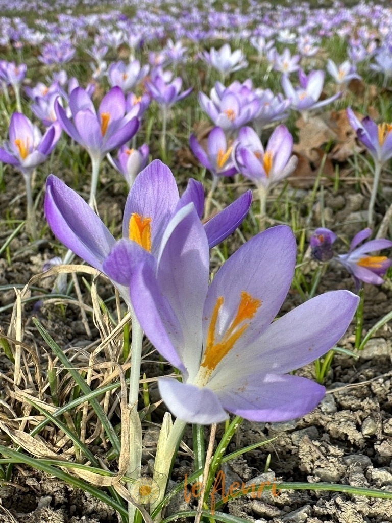 Schadaupark | Dies ist der Shop von Florian Blum - le fleuri. Langenthal, Bern, SchweizSie können hier meine oder ihre eigenen Fotos als Fotoprodukte kaufen. Tassen, Schlüsselanhänger, Taschen etc. können Sie hier gestalten.  - Realisiert mit Pictrs.com