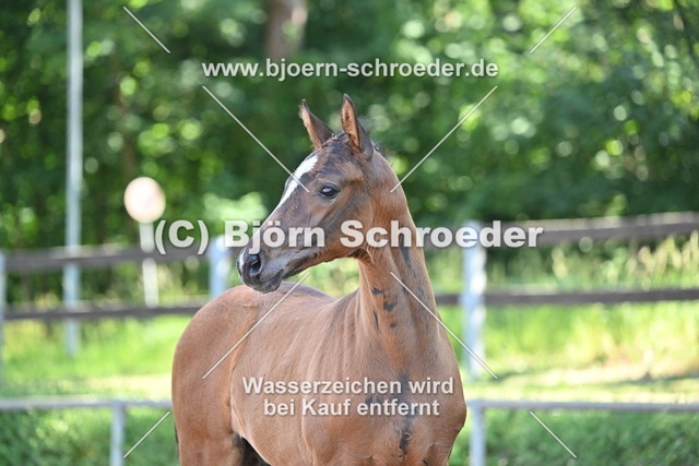 18_Christ - Quaterman_758_8771 | Björn Schroeder Pferdefotografie