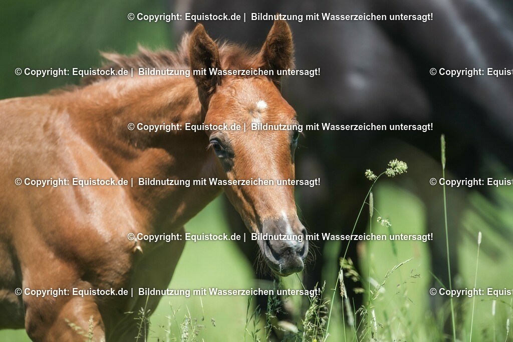 20210617_Fohlen_0141 | Foto: Thomas Hartig