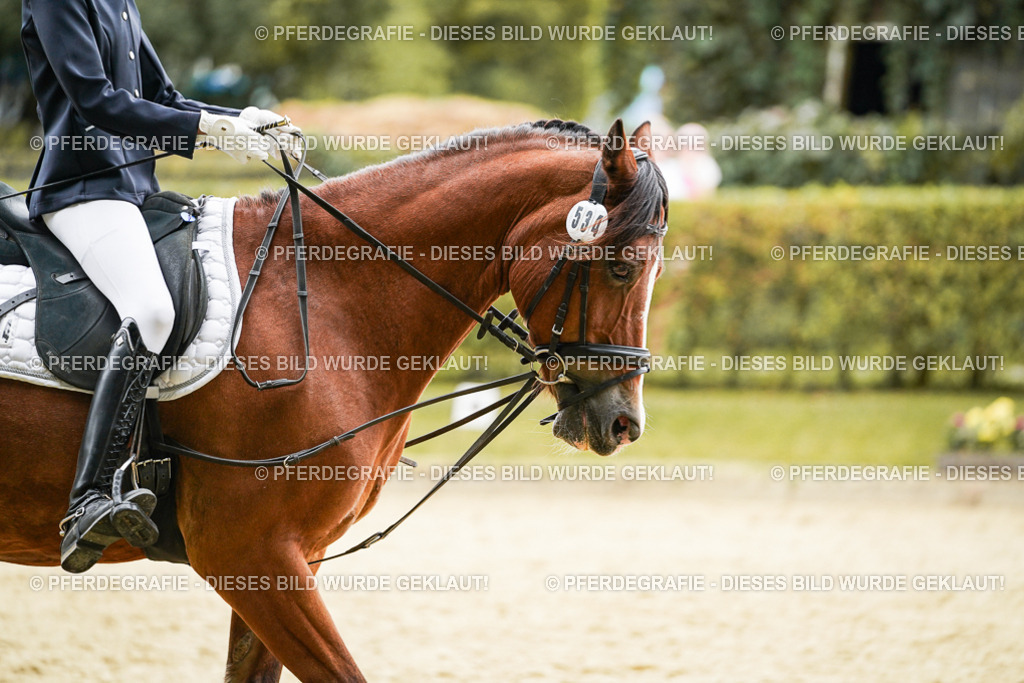 DSC00124 | Pferdegrafie