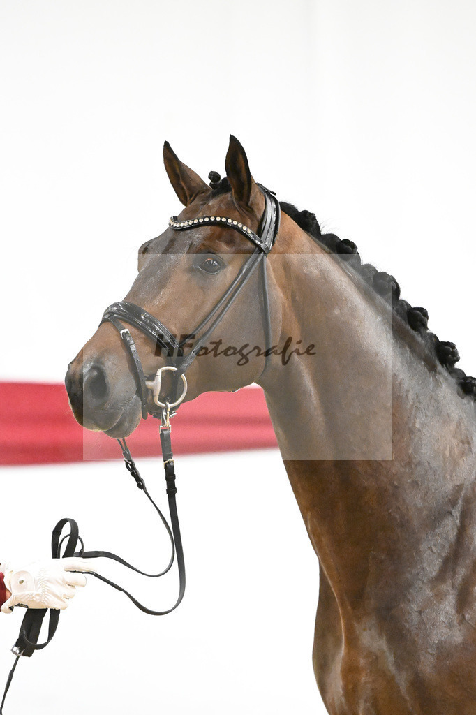 Kat-Nr. 4 v. Glamourdale_Limbecker_63220072 | hf-fotografie - Realizzato con Pictrs.com