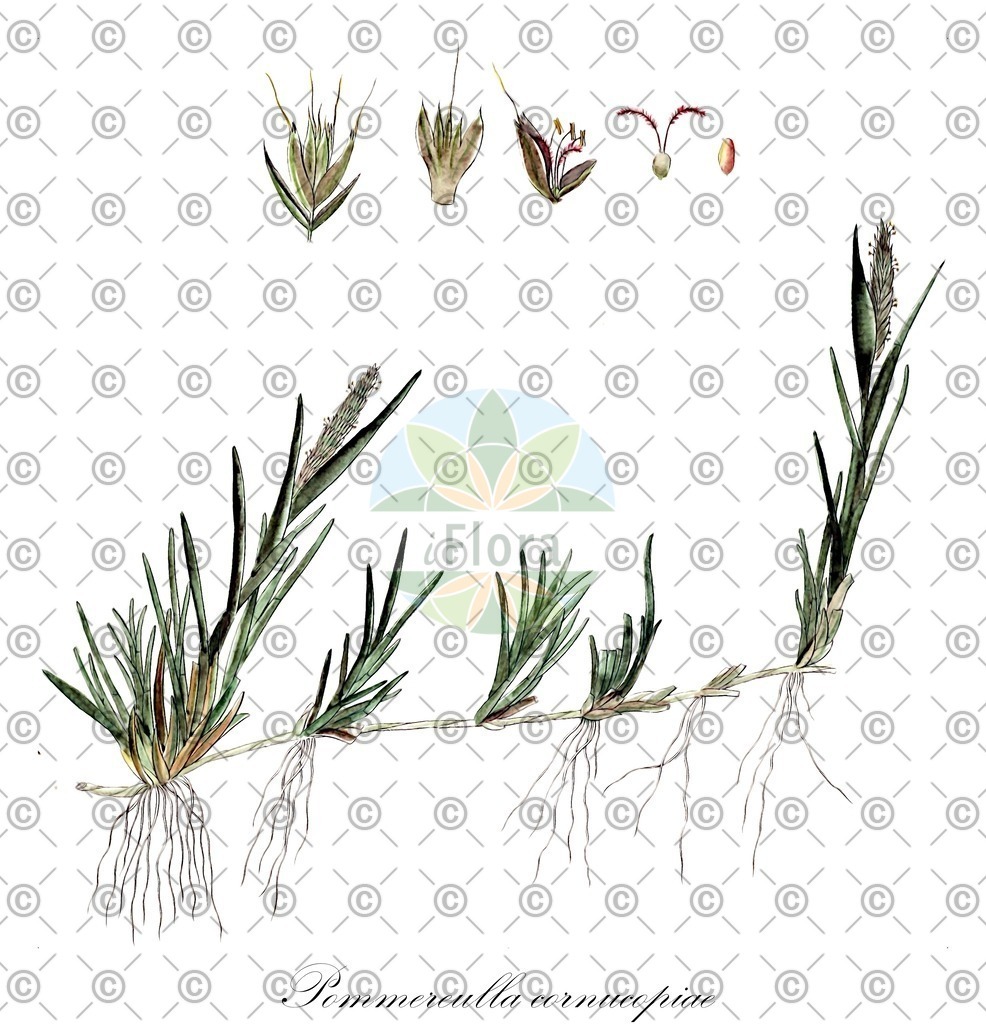 HistAbb_EMP_8000989_1_FloraD_Simple | Historische Abbildung von Pommereulla cornucopiae - Poaceae | Historical Illustration of Pommereulla cornucopiae - Poaceae