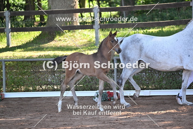 19_Quaterback - Belantis I_758_8243 | Björn Schroeder Pferdefotografie