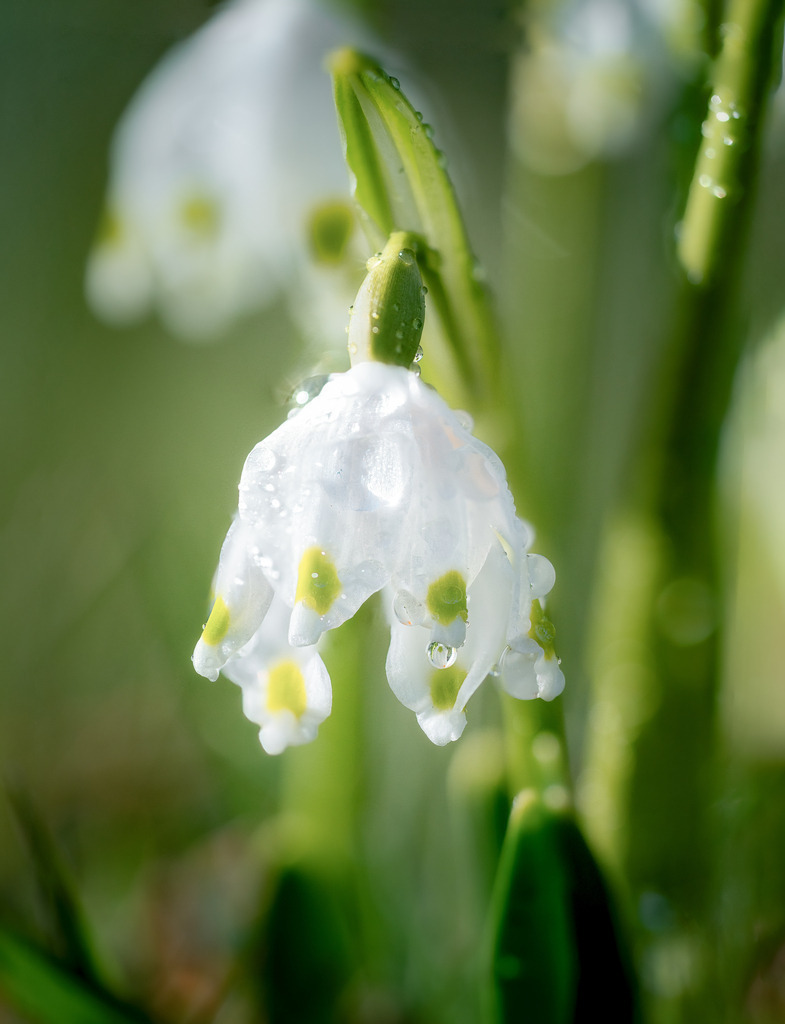 Märzenbecher | Sie blühen nur ganz kurz und werden gerne mit Schneeglöckchen verwechselt. - Realisiert mit Pictrs.com