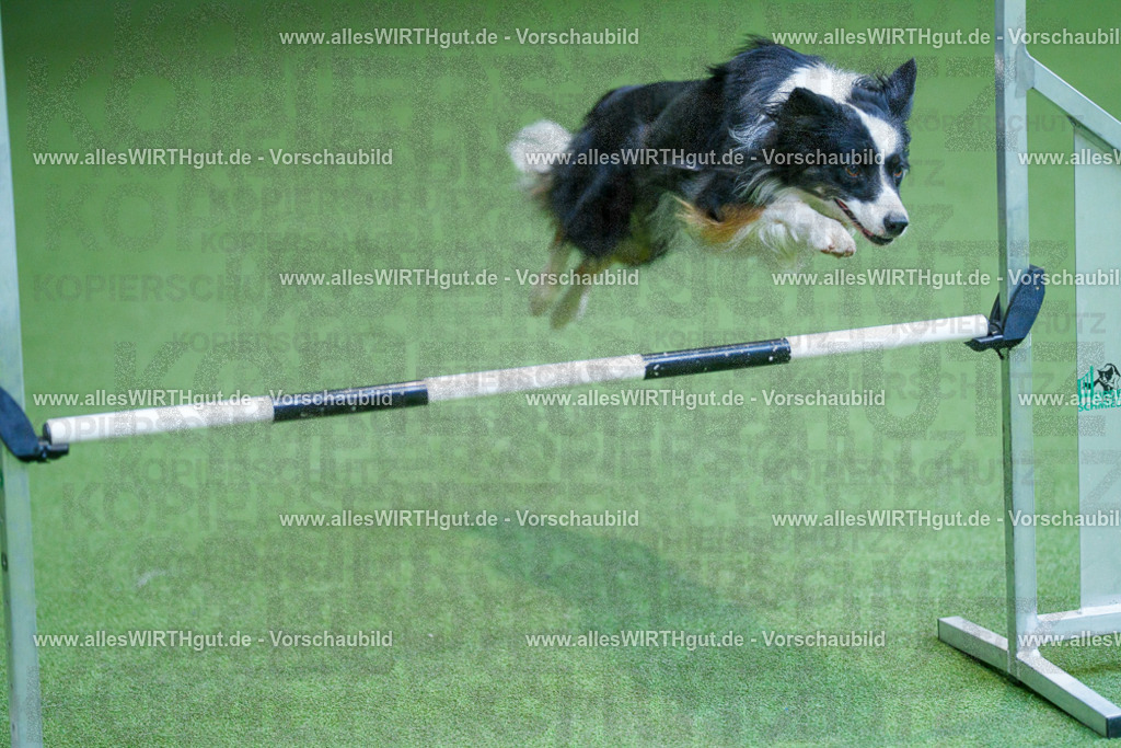 @allesWIRTHgut_Tierfotografie - www.allesWIRTHgut.de - 2604261344-7R502559 | Professionelle Tierfotografie in Mönchengladbach von Daniel Wirth (allesWIRTHgut). Liebevolle & natürliche Bilder von Hunden & Katzen für unvergessliche Erinnerungen.