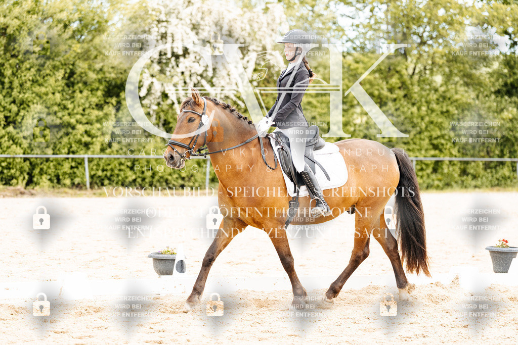 CK904776 | Turnierfotografie Pferdefotografie Trier Rheinland-Pfalz Pferdesport Reitsport Tierfotografie Sportfotografie Pferdevideo Pferdevideografie Equestrianvideography equestrianphotography  - Realisiert mit Pictrs.com
